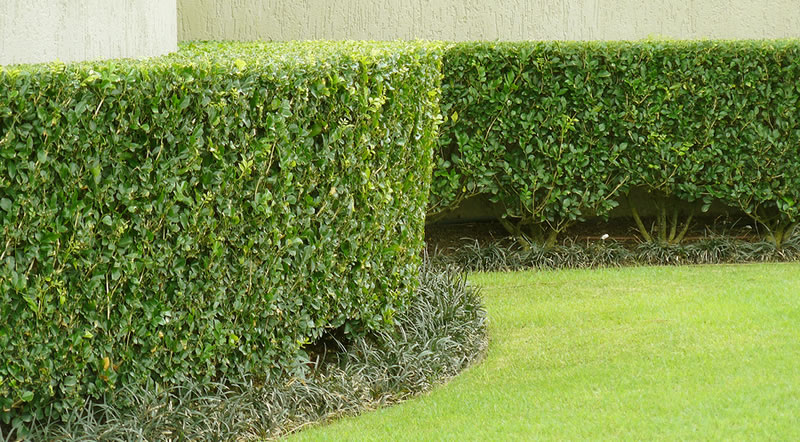 Hedge, Shrub, and Brush Trimming and Pruning Services.